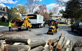 How Our Tree Care Process Works  in  Grand Meadow, MN