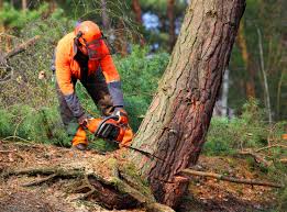 Professional Tree Removal in Grand Meadow, MN